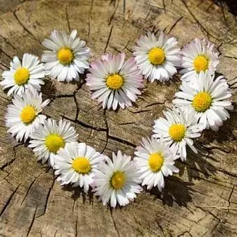 eye catching nature dp for whatsapp eye catching nature dp for whatsapp